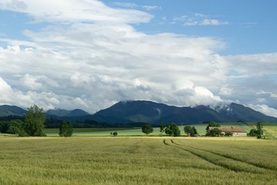 Scenic view of agricultural field against sky