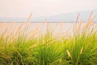 Close-up of grass on beach against sky