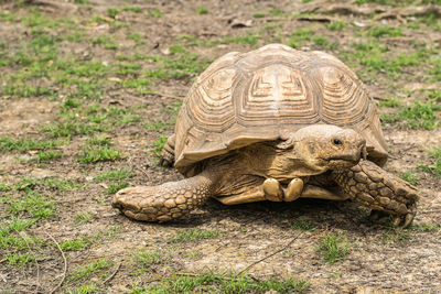 Close-up of a turtle on field
