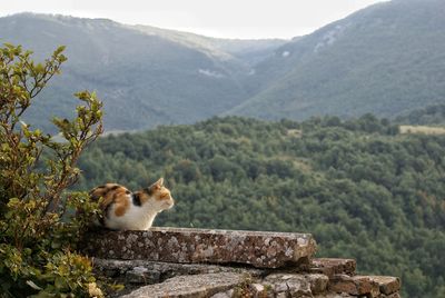 View of cat sitting on rock against mountains