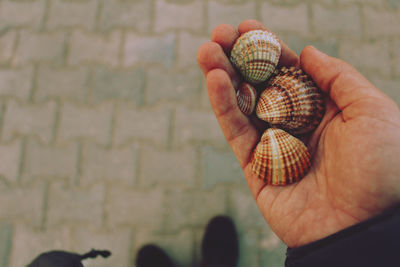 Low section of man holding seashells