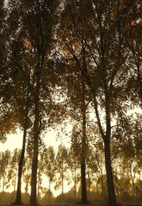 Low angle view of trees in forest against sky