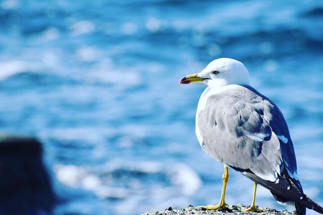 animal, bird, animal themes, vertebrate, one animal, animals in the wild, animal wildlife, seagull, perching, water, focus on foreground, sea, day, nature, no people, close-up, beauty in nature, outdoors, white color