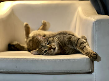 Close-up of cat lying on sofa at home