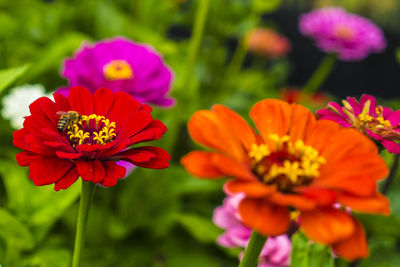 Close-up of red flowers blooming outdoors