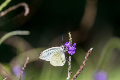 Great southern white butterfly ascia monuste perches on a flower in a garden in naples, florida