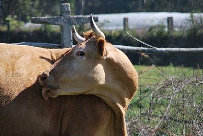 Cow in a field