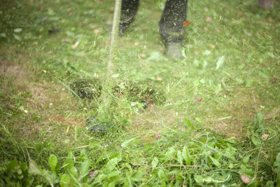 Low section of wet plants on land