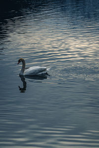 Swan swimming in lake