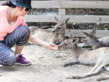 Woman feeding kangaroos resting at gan guru zoo
