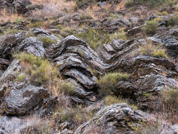 Moss growing on rock