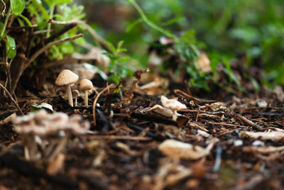 Close-up of mushroom growing on field