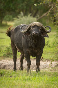 Cape buffalo stands facing camera with oxpecker