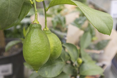 The fruits of a green lemon on a branch on the shelves of stores