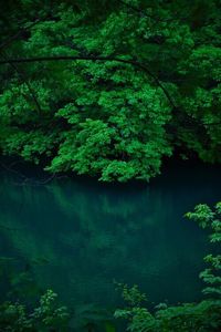 Scenic view of lake in forest