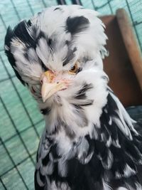 Close-up portrait of owl