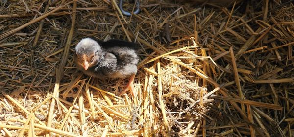 High angle view of bird on hay