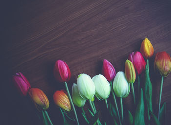 Close-up of multi colored tulips on table