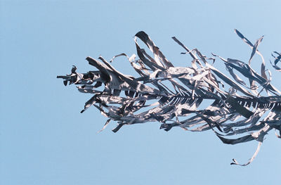 Low angle view of bird flying against clear sky