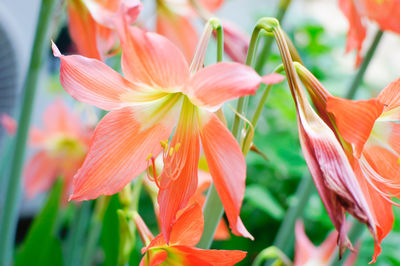 Close-up of orange lilies