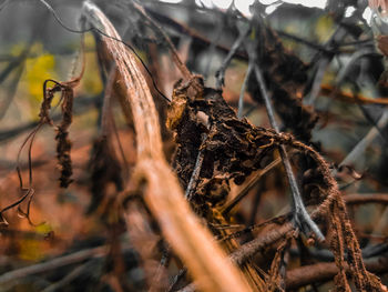 Close-up of dried plant
