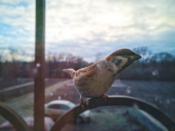 Close-up of bird perching against sky