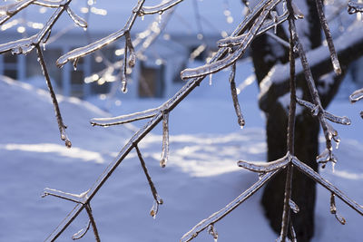 Closeup of tip of bare branches covered in ice after ice storm in the winter morning light