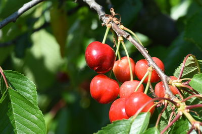 Close-up of apples hanging on tree