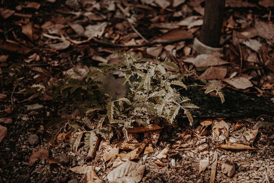 High angle view of dried leaves on field