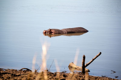 View of a horse in the lake