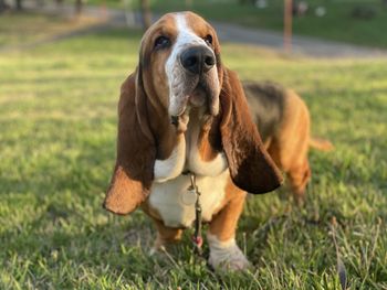 Portrait of basset hound dog on field