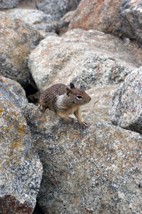 Bird on rock