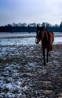 Horse standing in snow