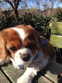 Close-up of dog on wood