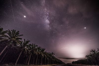 Low angle view of palm trees against sky at night