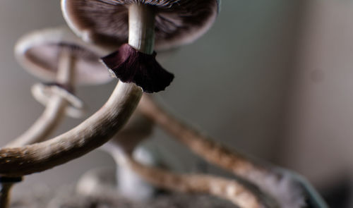 Close-up of a bird