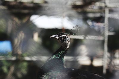 Close-up of peacock