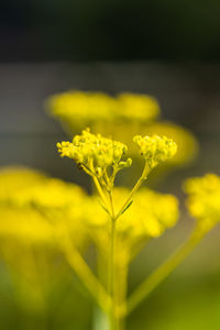 Close-up of yellow flowering plant on field