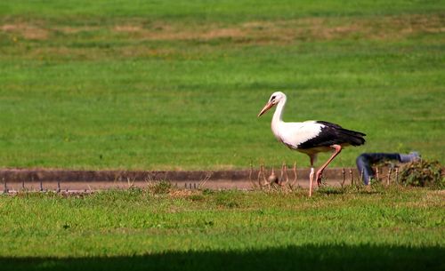 Side view of a bird on grass