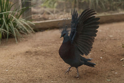 Pigeon with spread wings at zoo