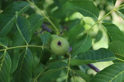 Close-up of fruit on plant