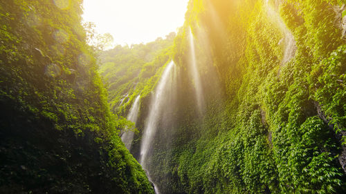 Scenic view of waterfall