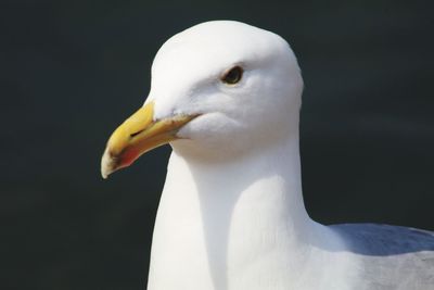 Close-up of swan