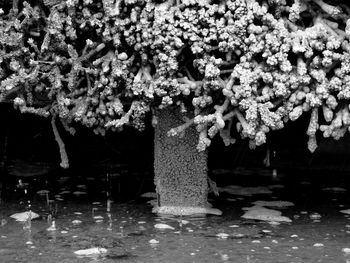 Flowers on tree at night