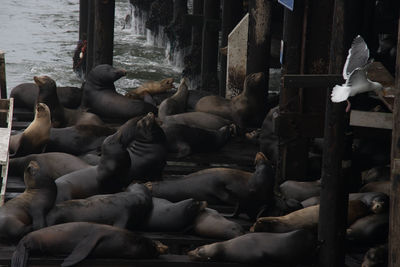 Santa cruz sea lions under pier