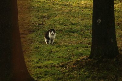 Dog on field in forest