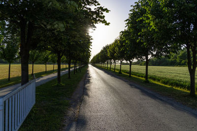 Tree lined road