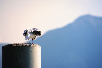 Seagull on a pillar
