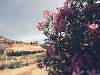 Pink flowers on tree against sky