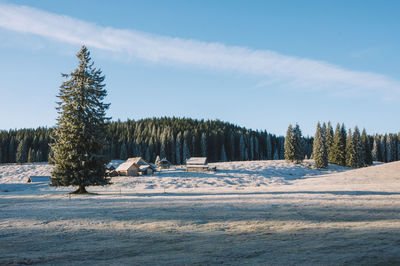 Pine trees on snowy field against sky